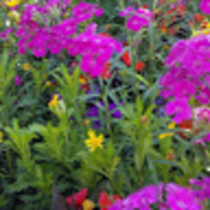 Meet your Posher, Joyce